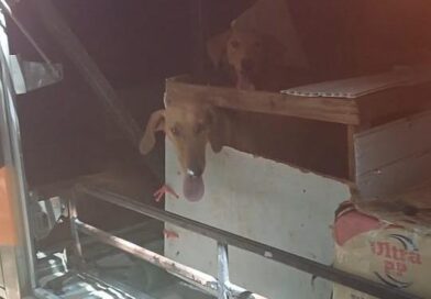 PRF resgata cachorros vítimas de maus-tratos dentro de bagageiro de ônibus em Porangatu