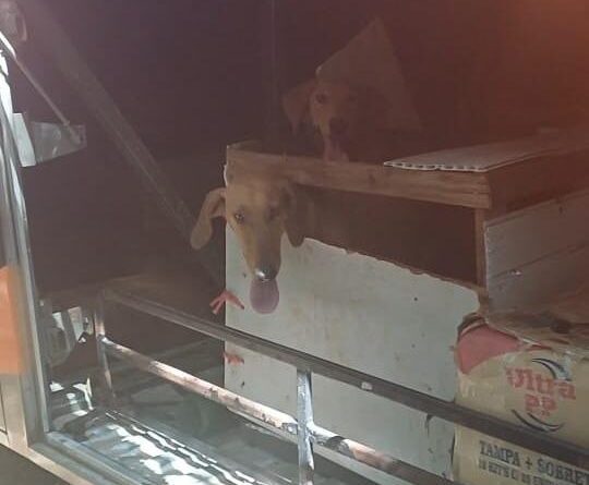 PRF resgata cachorros vítimas de maus-tratos dentro de bagageiro de ônibus em Porangatu