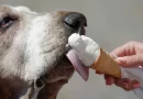 Os melhores e piores alimentos para dar ao seu cachorro