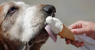 Os melhores e piores alimentos para dar ao seu cachorro