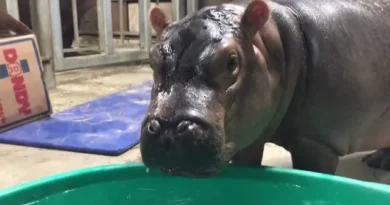 Filho de bilionário indiano quer acolher hipopótamos de Pablo Escobar