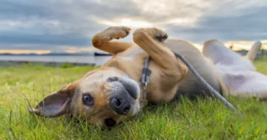 México classifica vira-lata caramelo como raça oficial do país