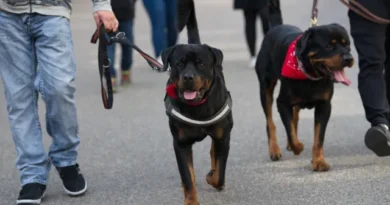 Raças de cachorros que são proibidas ao redor do mundo