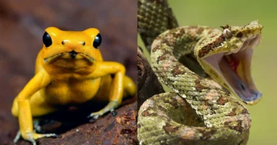 As mordidas e picadas de animais mais dolorosas para os humanos
