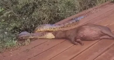 Sucuri arrasta capivara pela cabeça às margens de córrego em MS; vídeo