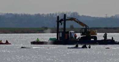 Baleia encalhada na Alemanha é colocada em balsa, em operação polêmica de milionários