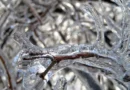 Previsão diz que há chance de neve no Brasil neste fim de semana