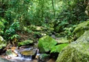 Desmatamento da Mata Atlântica tem queda de 28% em um ano