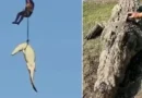 Polícia abate crocodilo de 4,5 metros que devorou empresário; vídeo