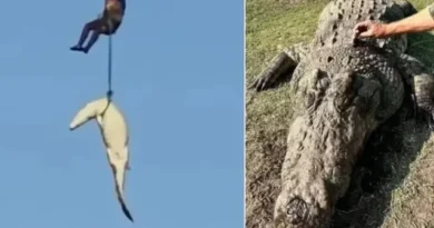 Polícia abate crocodilo de 4,5 metros que devorou empresário; vídeo