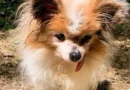Morreu Lazare, provavelmente o cão mais velho do mundo, aos 30 anos