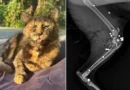 Gata é morta com 27 tiros de espingarda em SC; Polícia investiga