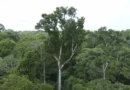 Desmate na amazônia em maio fica perto de mínima histórica