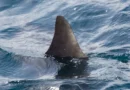 Mulher perde uma perna após ser mordida por tubarão em praia de Boa Viagem, no Recife