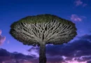 O destino mais alienígena da Terra