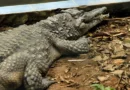Menino atacado por crocodilo já passou por 5 cirurgias e precisa de mais