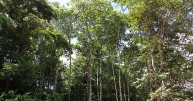 Amazônia tem menor índice de desmatamento para o 1º semestre em uma década