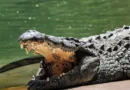 Israel avança com fosso de crocodilos em prisão de palestinos