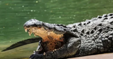 Israel avança com fosso de crocodilos em prisão de palestinos