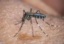 El Niño pode aumentar casos de chikungunya e dengue no Brasil