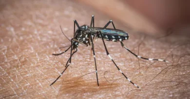 El Niño pode aumentar casos de chikungunya e dengue no Brasil