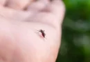 Mosquitos picam mais algumas pessoas? Veja o que pode atrair insetos