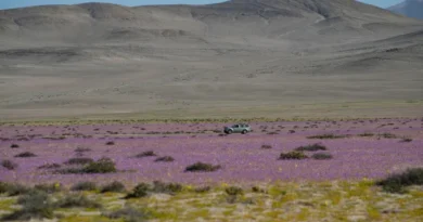 Chuva de quatro anos cai em quatro dias no deserto mais seco do mundo