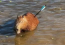 Capivara é encontrada com flecha cravada no corpo em represa de SP