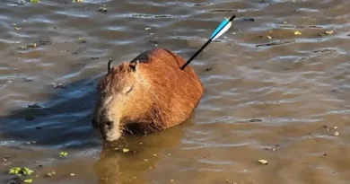 Capivara é encontrada com flecha cravada no corpo em represa de SP