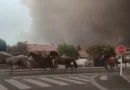 Vídeo: Cavalos são soltos para fugir de incêndio na França