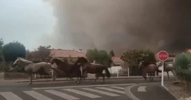 Vídeo: Cavalos são soltos para fugir de incêndio na França