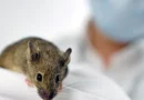 Cientistas produzem vacina que protegeu ratos contra vírus da gripe