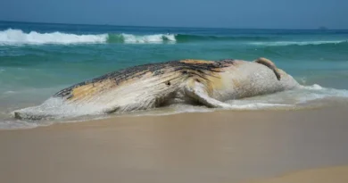 Baleia-jubarte morta aparece na orla e atrai curiosos em Praia Grande, litoral de SP
