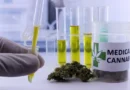 Autorizações para importação de cannabis aumentam 29% em 2026