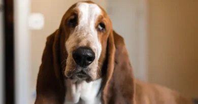 Coisas que você faz que irritam seu cachorro
