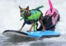 Cães desafiaram as ondas no Mundial de Surf Canino.; veja as imagens