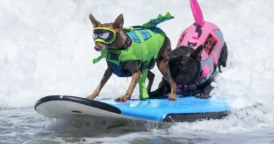 Cães desafiaram as ondas no Mundial de Surf Canino.; veja as imagens