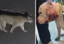 Onça ataca pitbull dentro de casa em São Paulo; vídeo