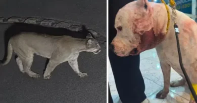 Onça ataca pitbull dentro de casa em São Paulo; vídeo