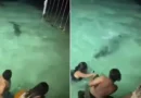 Banhistas escapam de crocodilo durante banho noturno em resort; vídeo