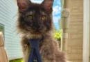 Gato Maine Coon com 29 dedos entra no Guinness e quebra recorde mundial