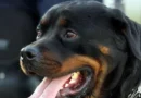 Idosa perde as duas orelhas após ataque de rottweilers em SP