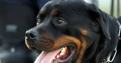 Idosa perde as duas orelhas após ataque de rottweilers em SP