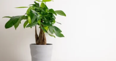 Rainhas do drama! 5 plantas que não gostam de mudanças (e como resolver)