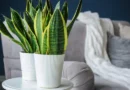 5 plantas fáceis de cuidar e que aguentam semanas sem água