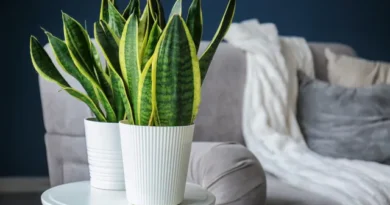 5 plantas fáceis de cuidar e que aguentam semanas sem água