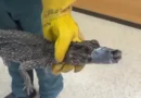 Jacaré é encontrado debaixo de carro na Espanha; polícia procura dono