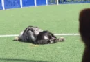 Cão com narcolepsia viraliza ao dormir durante brincadeiras; assista