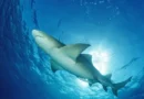 As praias com mais ataques de tubarão: Adivinha a brasileira?