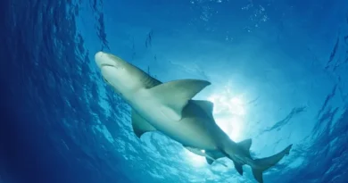 As praias com mais ataques de tubarão: Adivinha a brasileira?
